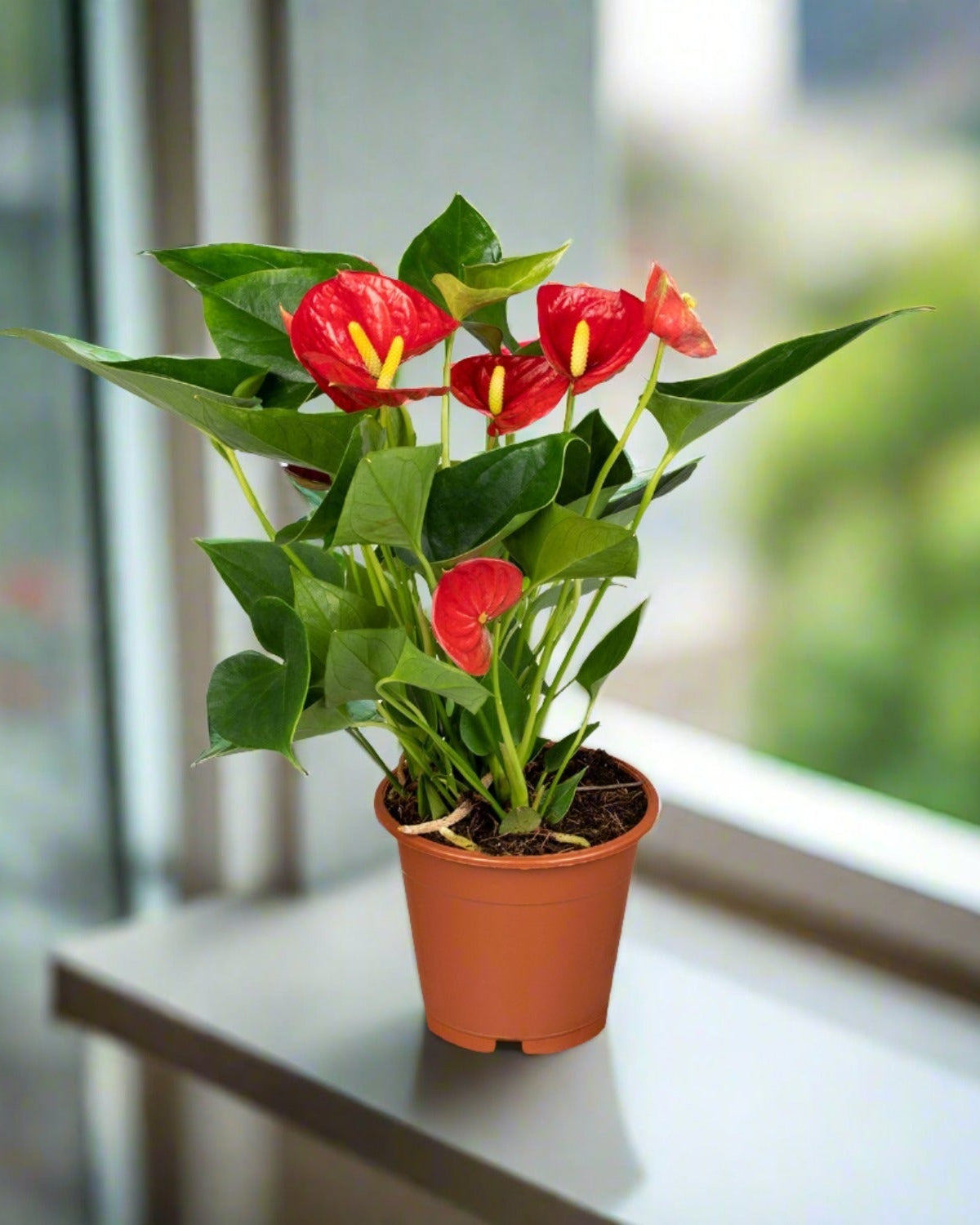 Flamingo Flower (Anthurium andraeanum) | Compact, 40–50 cm - Acacia Garden Center