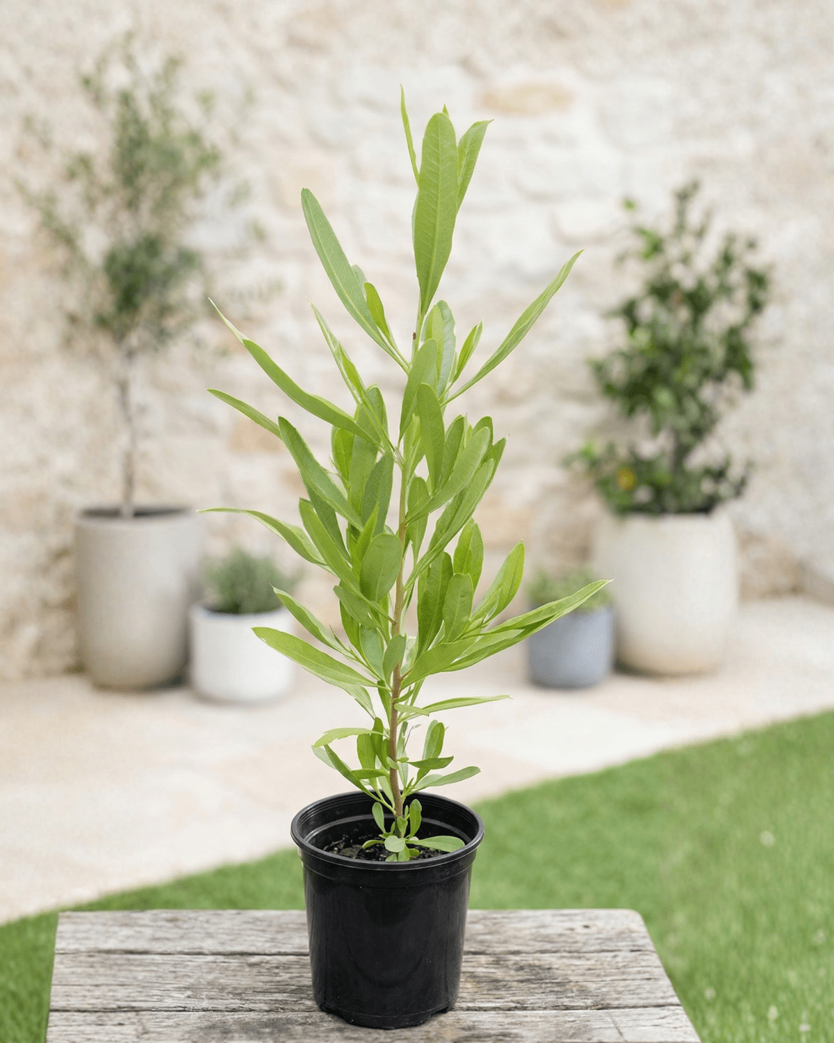 Florida Hopbush (Dodonaea viscosa) | Evergreen Hedge Shrub, 50–70 cm - Acacia Garden Center
