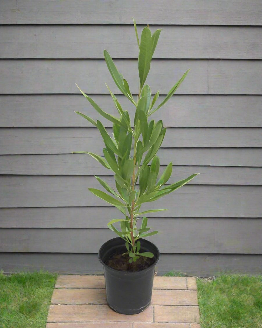 Florida Hopbush (Dodonaea viscosa) | Evergreen Hedge Shrub, 50–70 cm - Acacia Garden Center