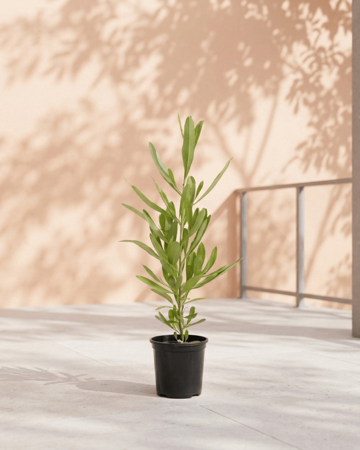 Florida Hopbush (Dodonaea viscosa) | Evergreen Hedge Shrub, 50–70 cm - Acacia Garden Center