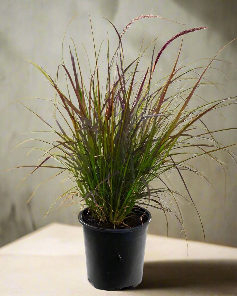 Fountain Grass (Pennisetum Setaceum) | Ornamental, 10–20 cm - Acacia Garden Center