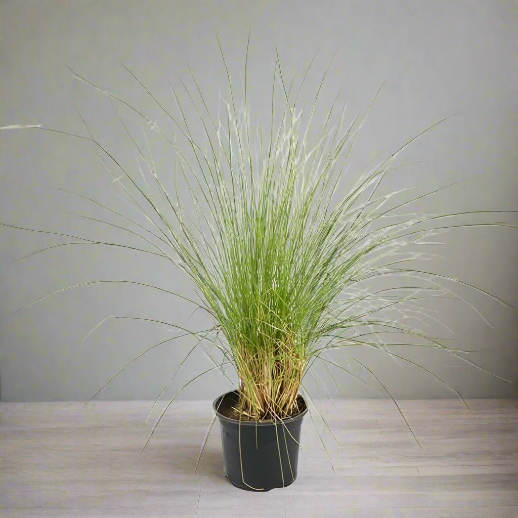 Fountain Grass (Pennisetum Setaceum) | Ornamental, 10–20 cm - Acacia Garden Center