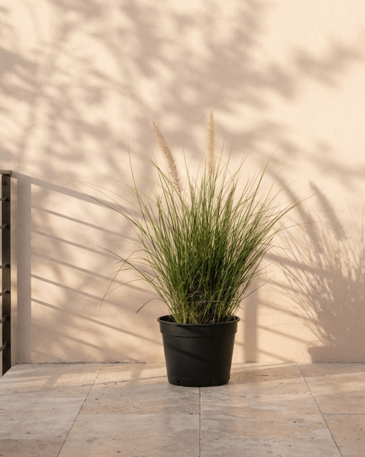 Fountain Grass (Pennisetum Setaceum) | Ornamental, 10–20 cm - Acacia Garden Center