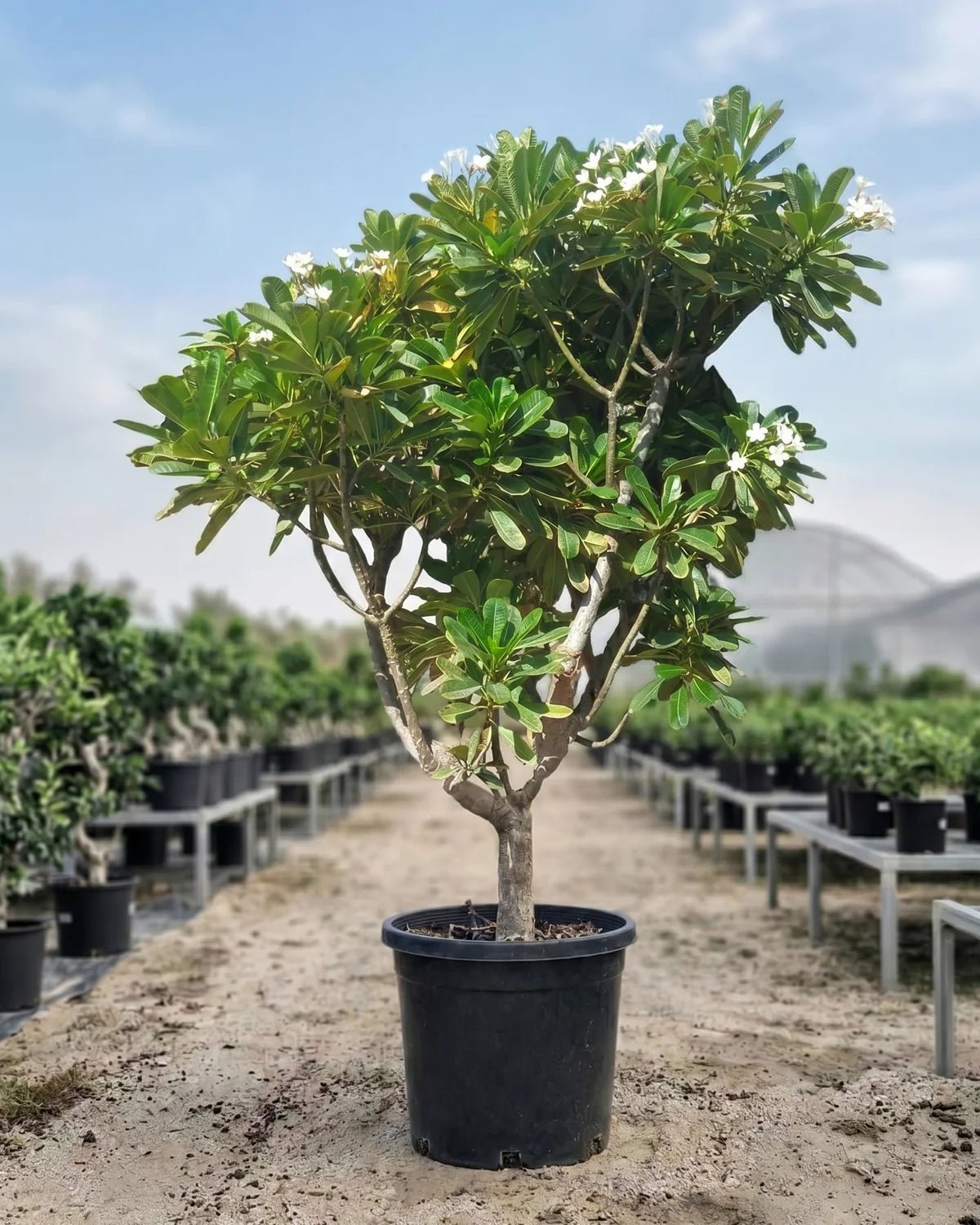 Frangipani (Plumeria Obtusa) | Fragrant Flowering Tree - Acacia Garden Center