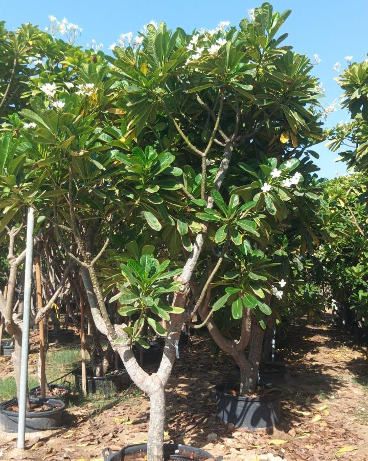 Frangipani (Plumeria Obtusa) | Fragrant Flowering Tree - Acacia Garden Center