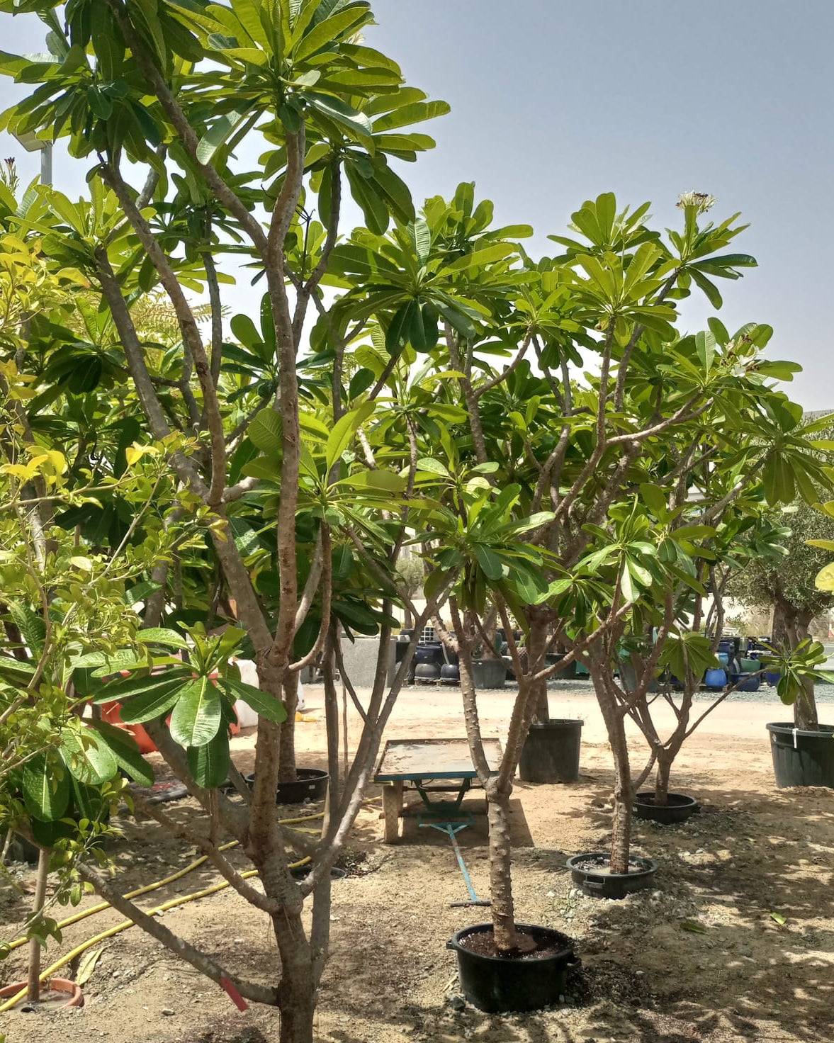Frangipani (Plumeria Obtusa) | Fragrant Flowering Tree - Acacia Garden Center