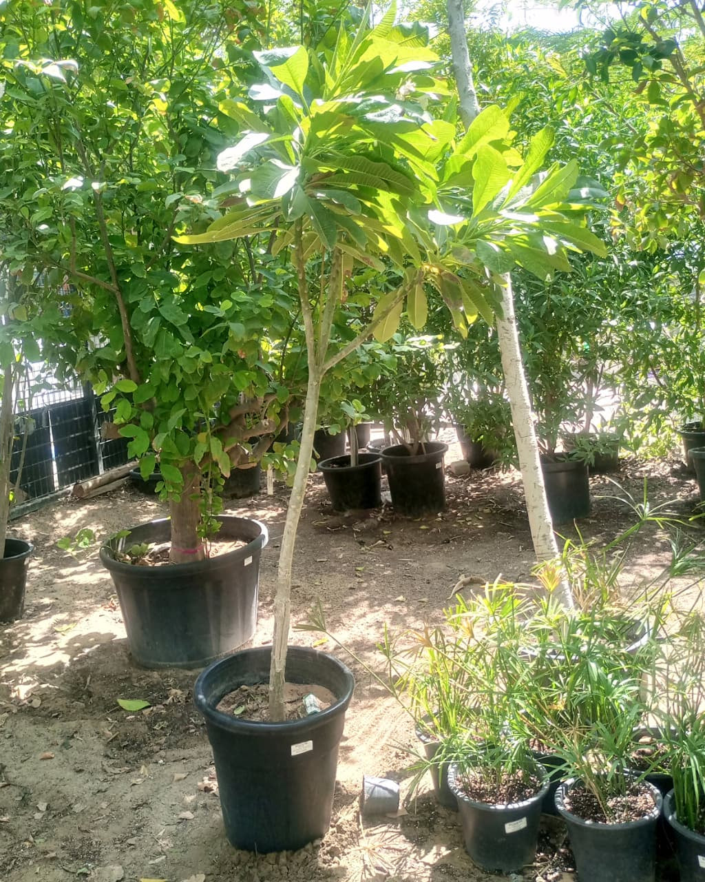 Frangipani (Plumeria Obtusa) | Fragrant Flowering Tree - Acacia Garden Center