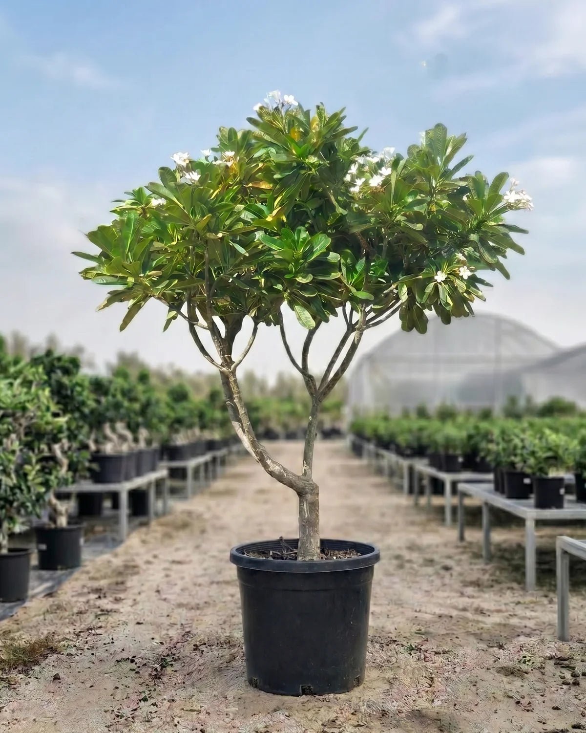 Frangipani (Plumeria Obtusa) | Fragrant Flowering Tree - Acacia Garden Center