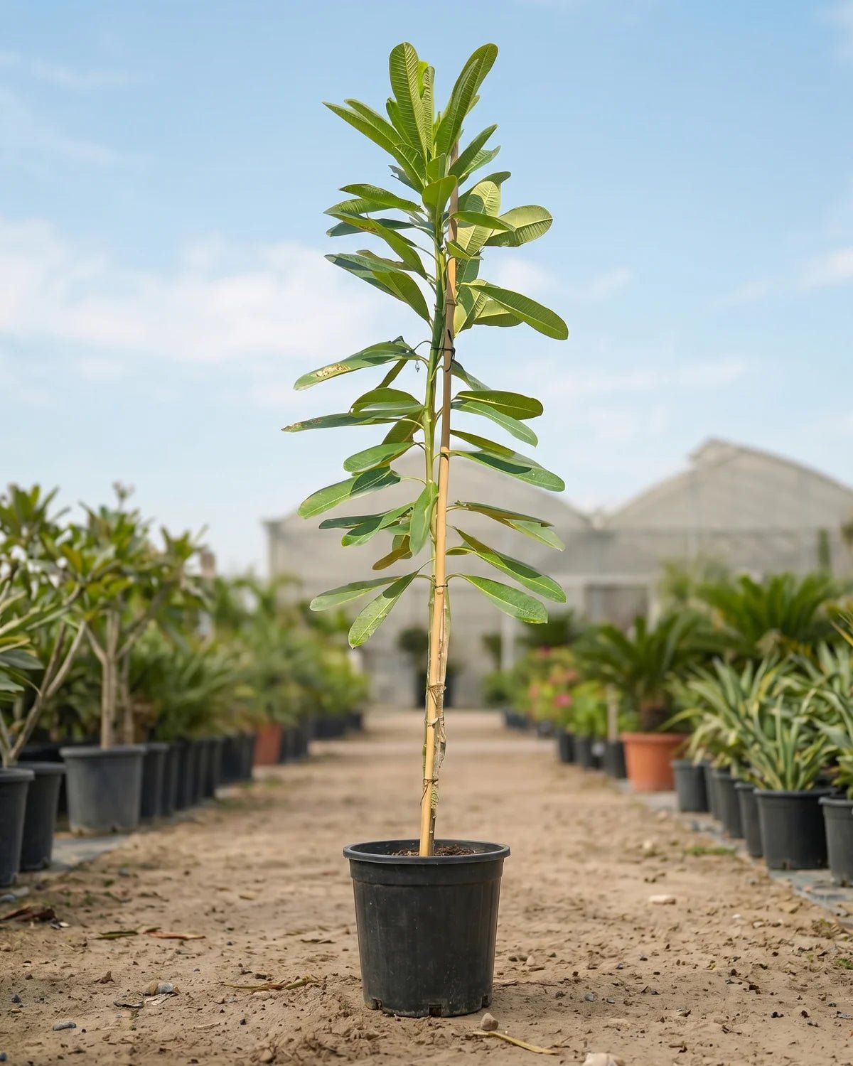 Frangipani (Plumeria Obtusa) | Fragrant Flowering Tree - Acacia Garden Center