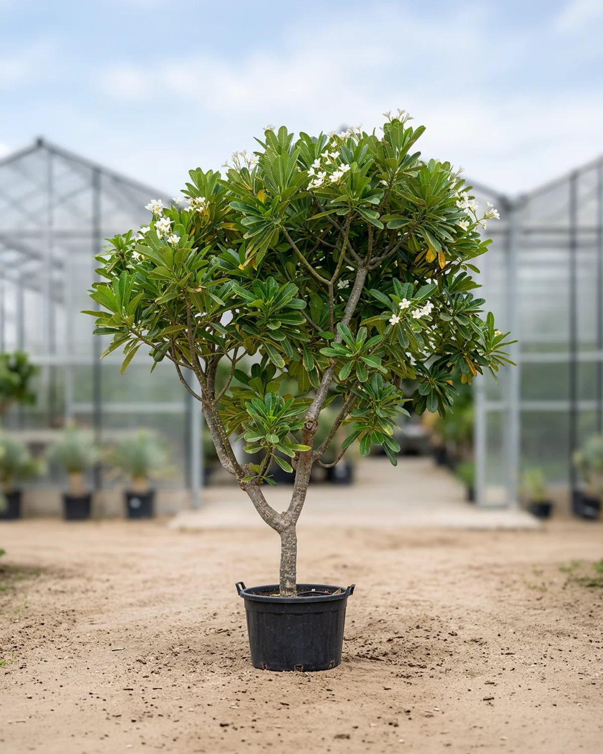 Frangipani (Plumeria obtusa) | Specimen, 3.0–3.5 m, 35–40 cm Girth - Acacia Garden Center