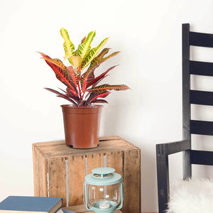 Garden Croton (Codiaeum variegatum) - Acacia Garden Center