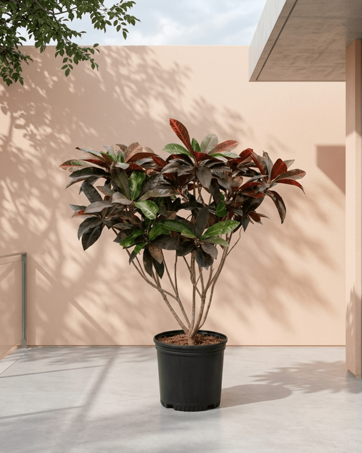 Garden Croton (Codiaeum variegatum) | 30–100 cm - Acacia Garden Center