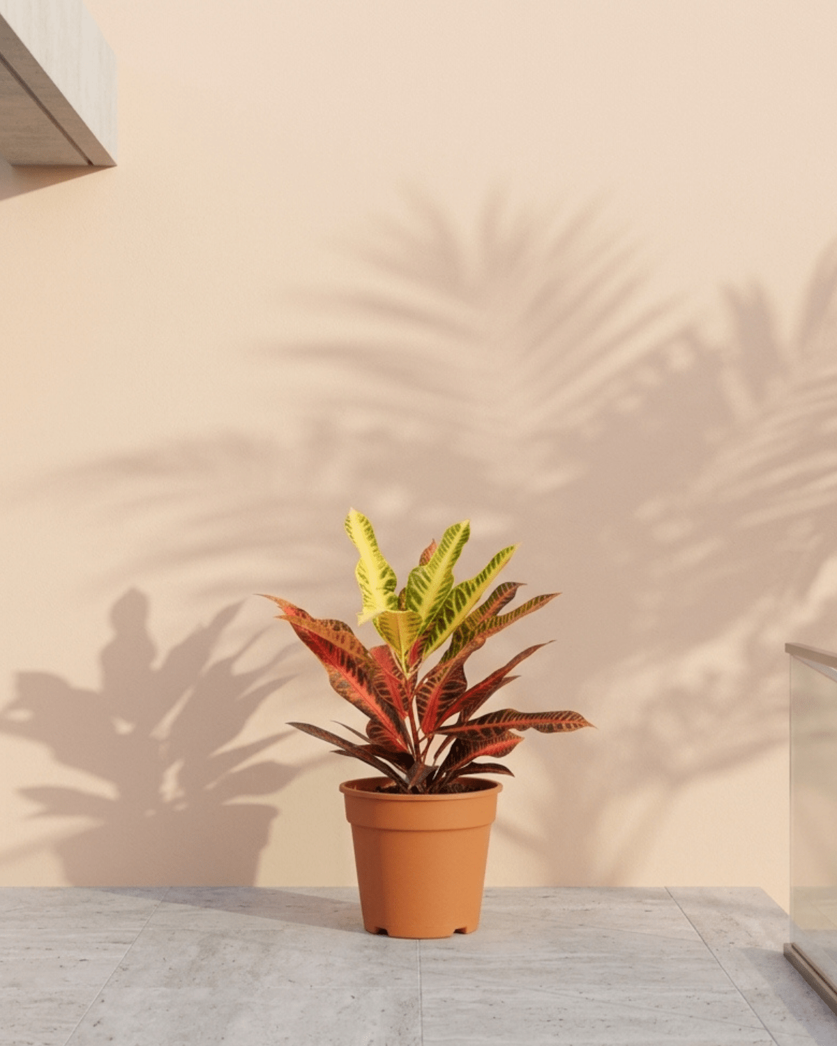 Garden Croton (Codiaeum variegatum) | 30–100 cm - Acacia Garden Center