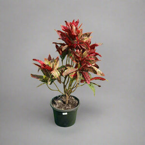 Garden Croton (Codiaeum variegatum) - Acacia Garden Center