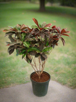 Garden Croton (Codiaeum variegatum) - Acacia Garden Center