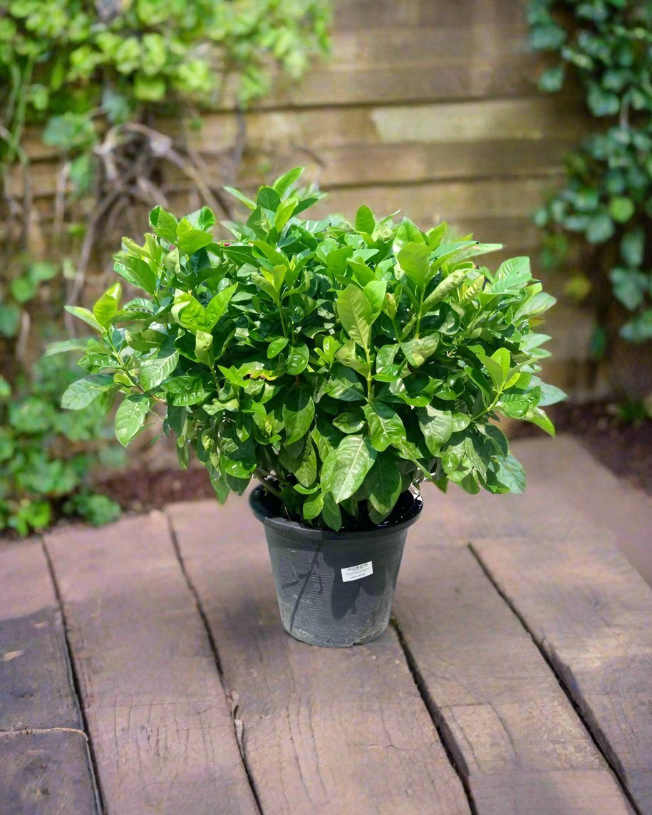 Gardenia (Gardenia jasminoides) | Fragrant Shrub, 20–30 cm - Acacia Garden Center
