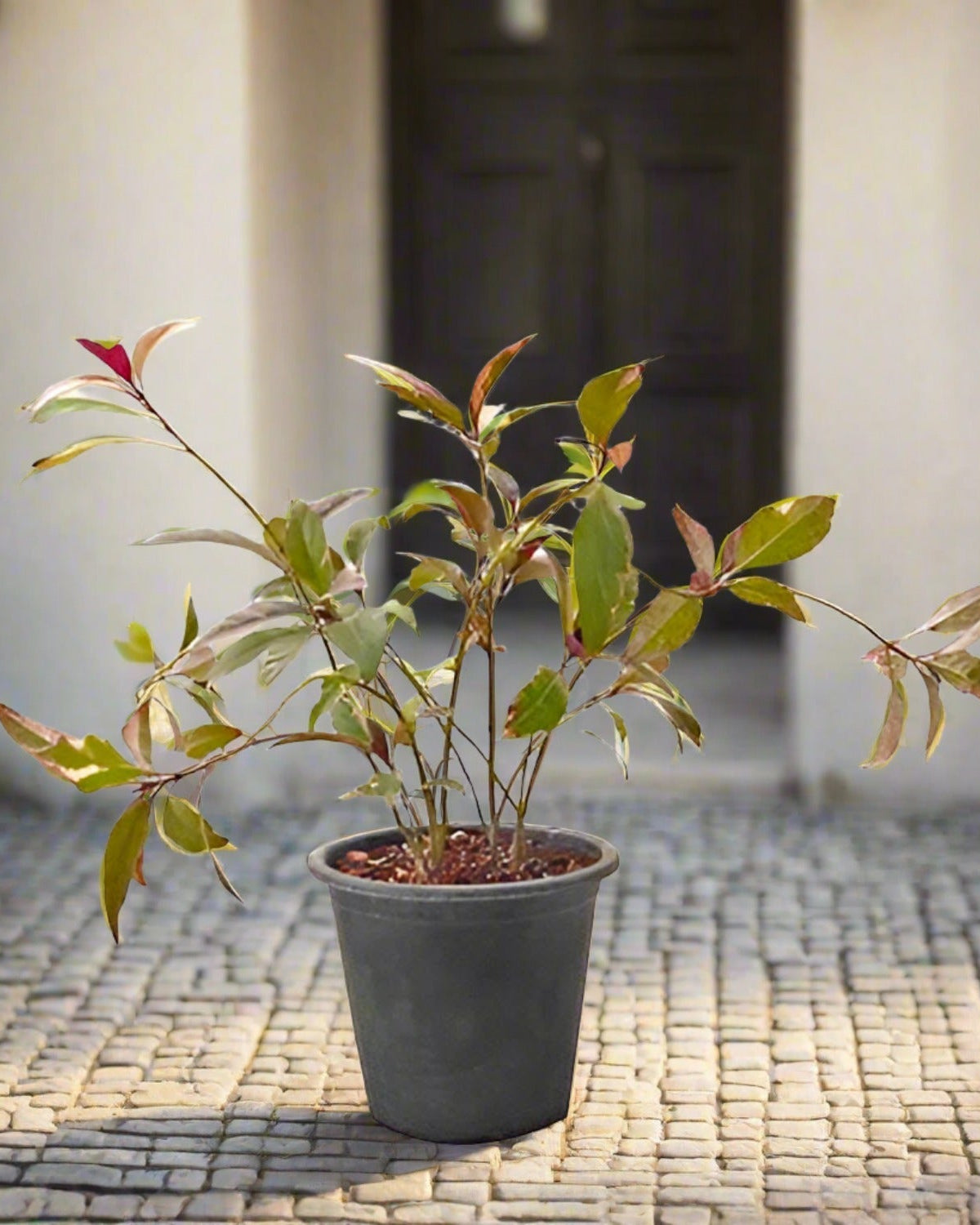 Golden Net - Bush (Pseuderanthemum) | 40–50 cm - Acacia Garden Center