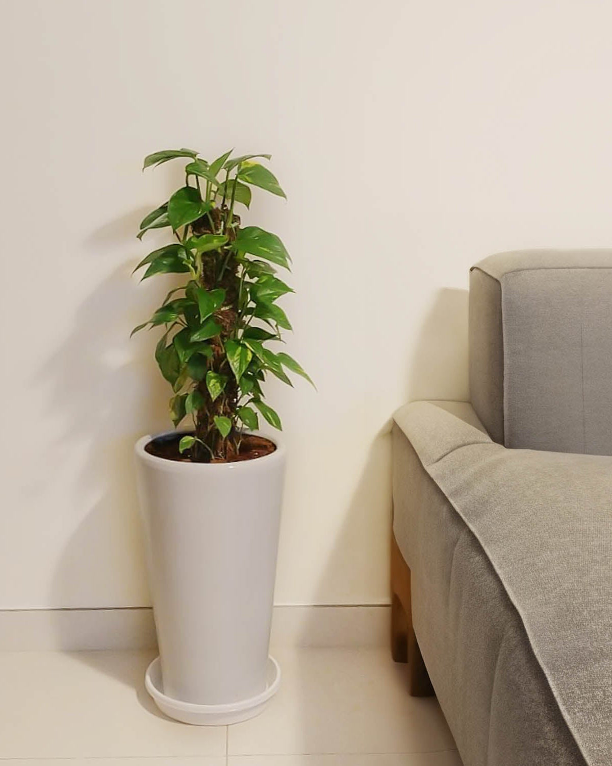 Golden Pothos (Epipremnum pinnatum) Moss stick - Acacia Garden Center