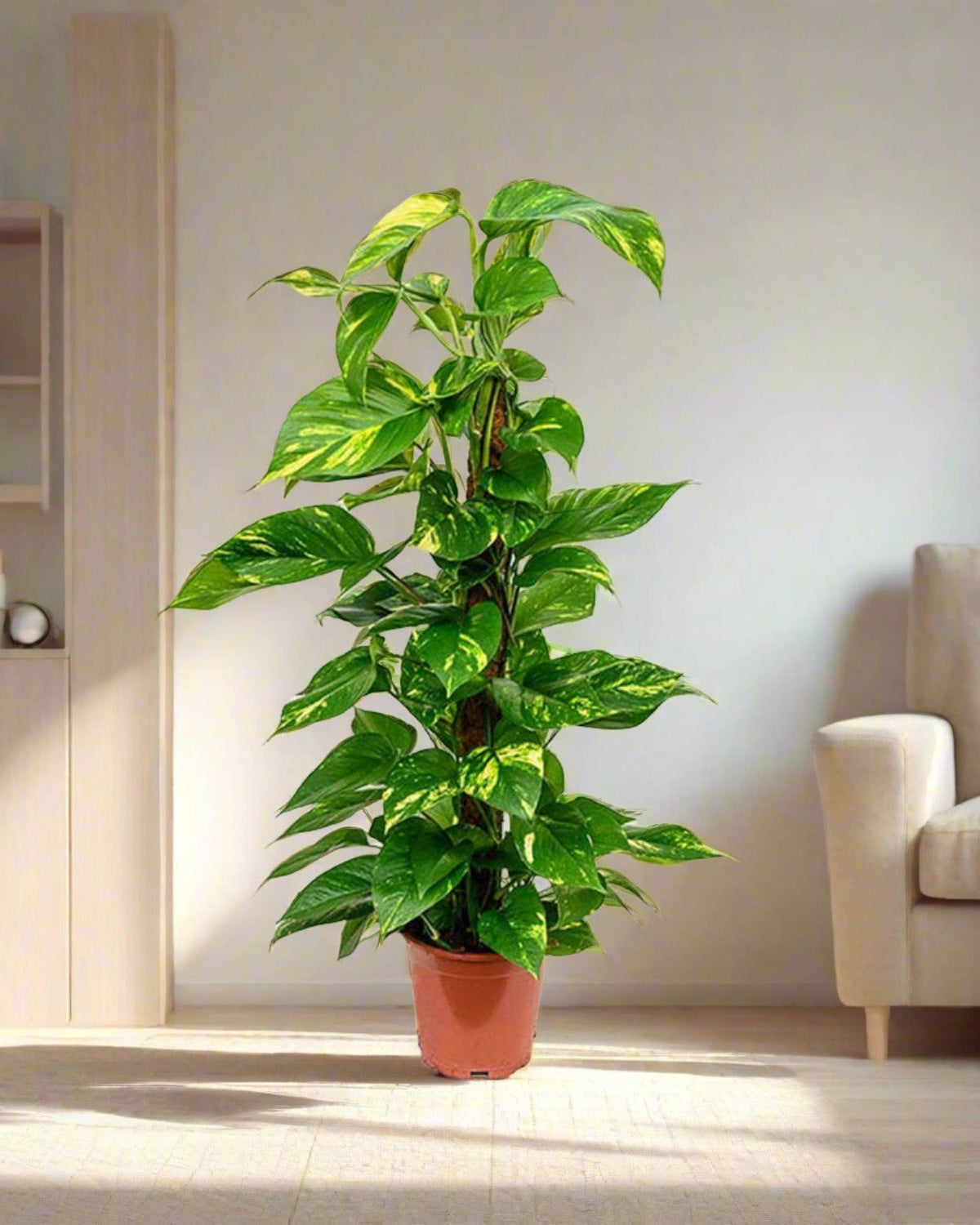 Golden Pothos (Epipremnum pinnatum) Moss stick - Acacia Garden Center