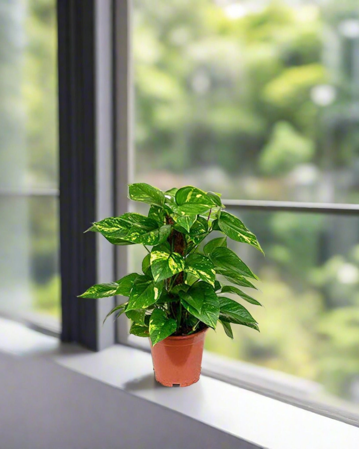 Golden Pothos (Epipremnum pinnatum) Moss stick - Acacia Garden Center