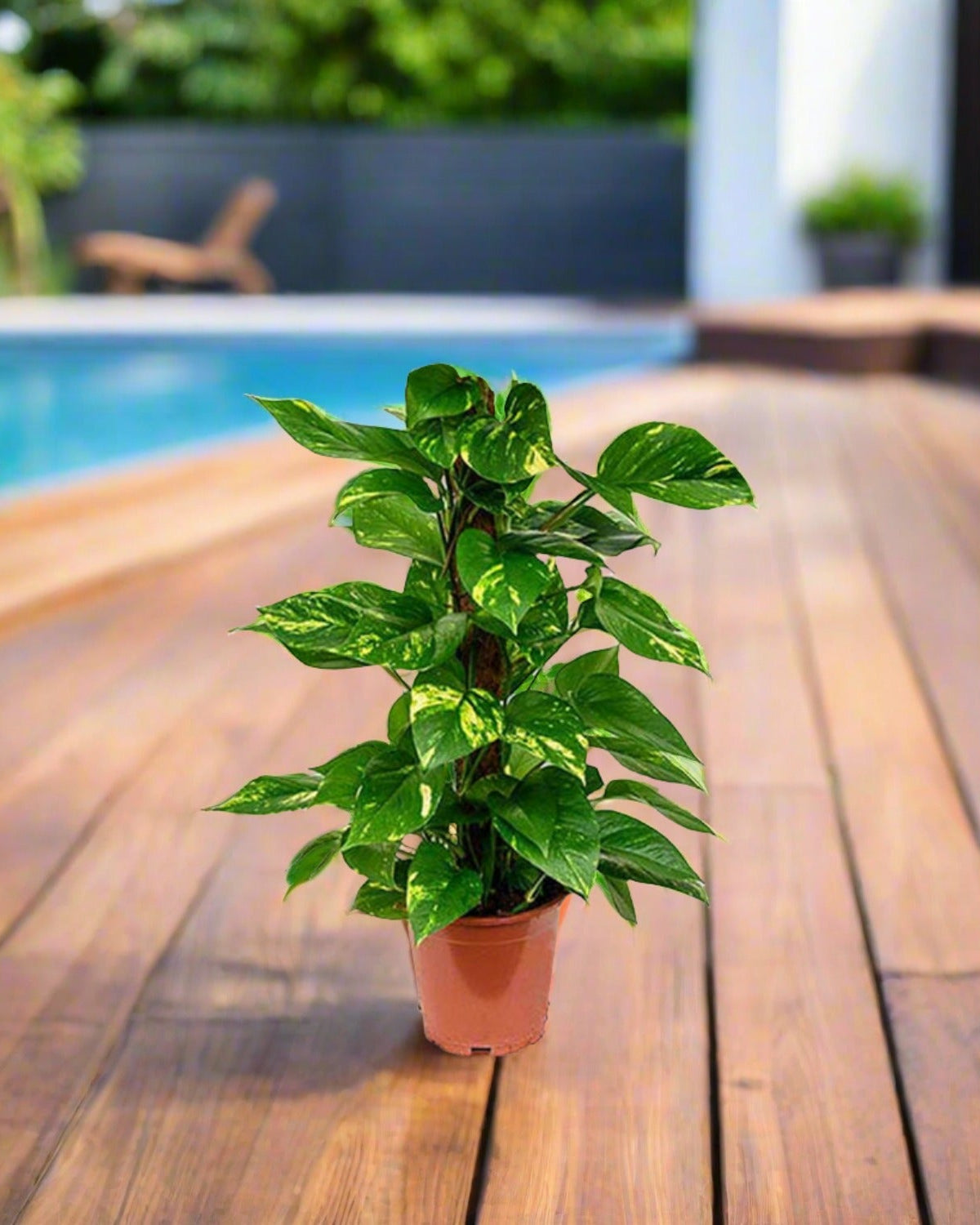 Golden Pothos (Epipremnum pinnatum) Moss stick - Acacia Garden Center