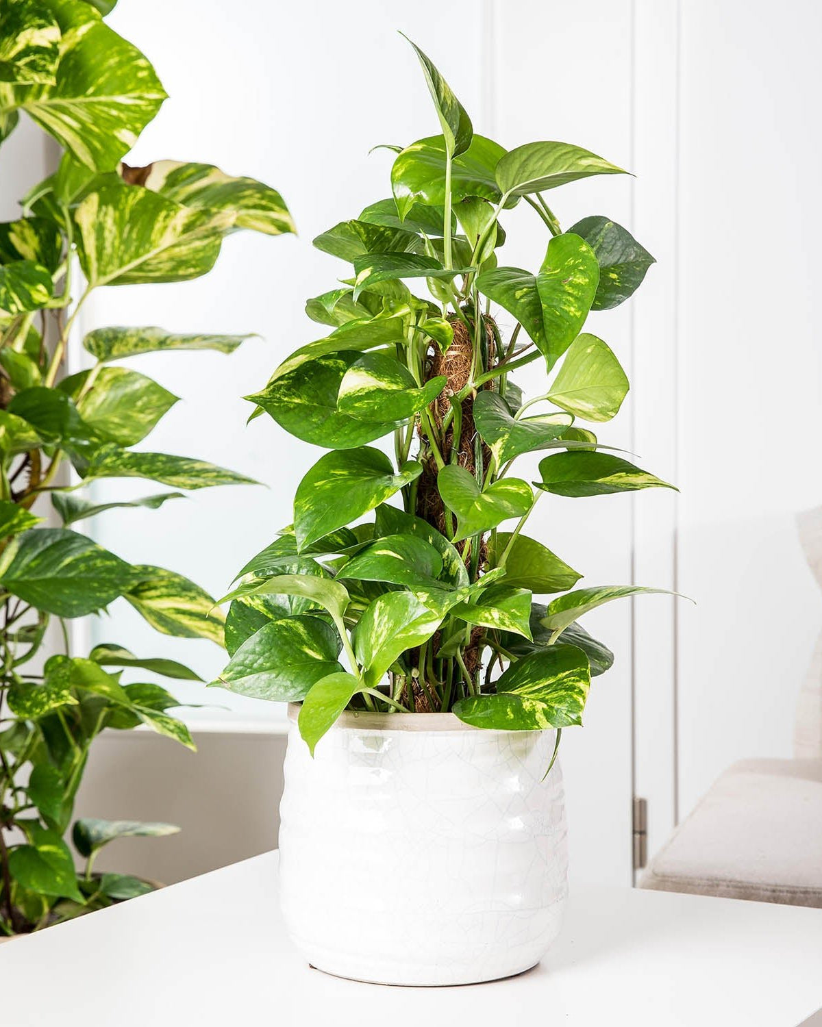 Golden Pothos (Epipremnum pinnatum) Moss stick - Acacia Garden Center