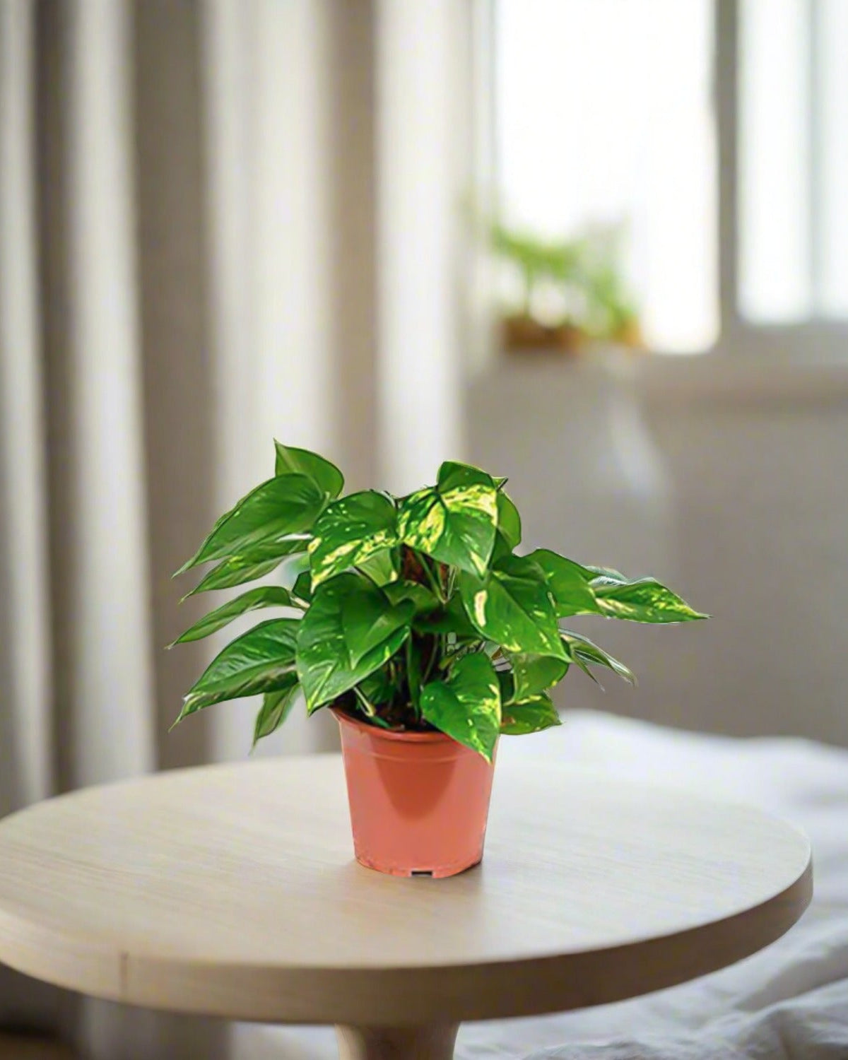 Golden Pothos (Epipremnum pinnatum) Moss stick - Acacia Garden Center