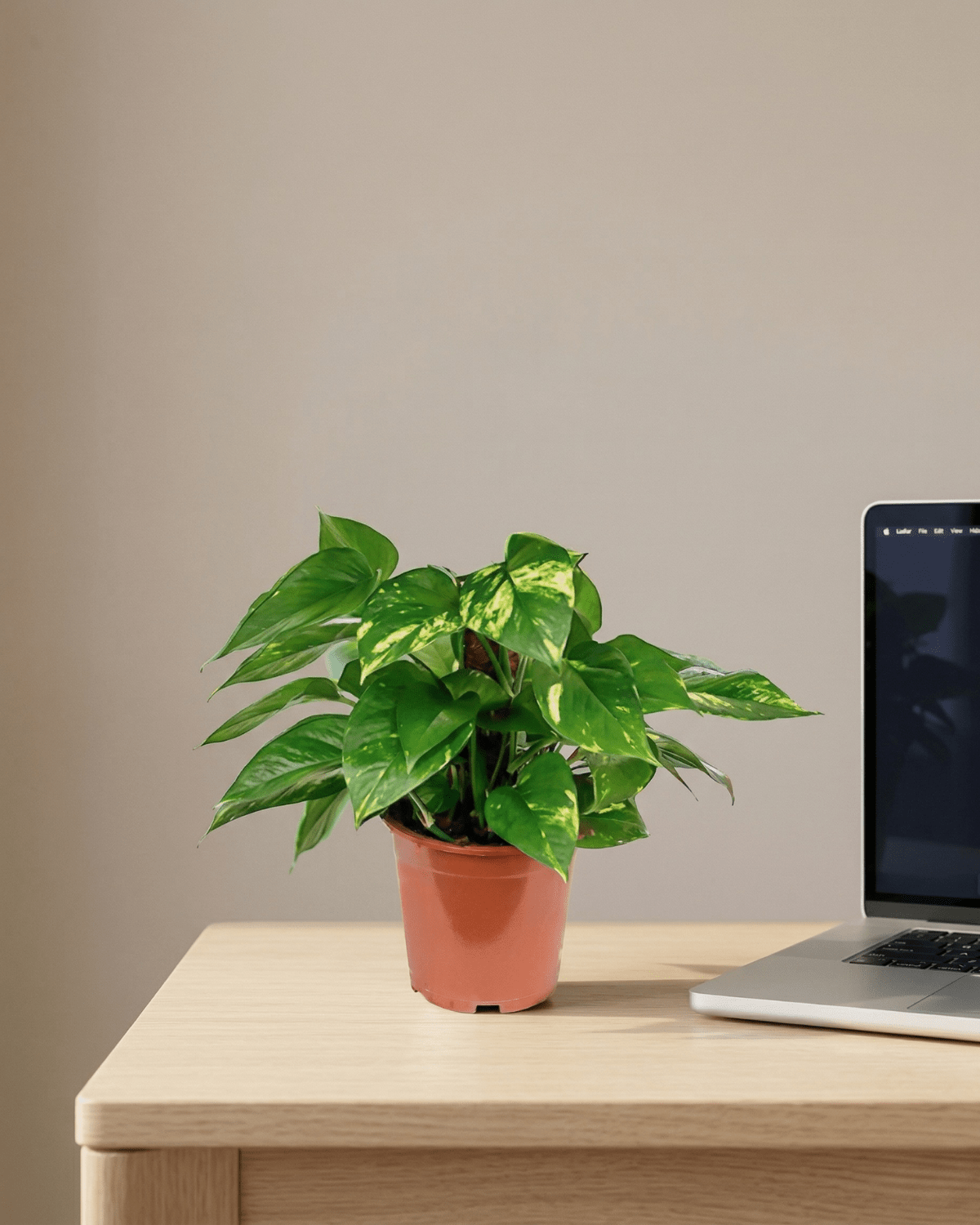 Golden Pothos on Moss Stick (Epipremnum aureum) | Climbing, 60–120 cm - Acacia Garden Center