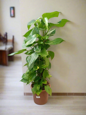 Golden Pothos (Scindapsus Aureus) | 1.2 - 1.3 m - Acacia Garden Center