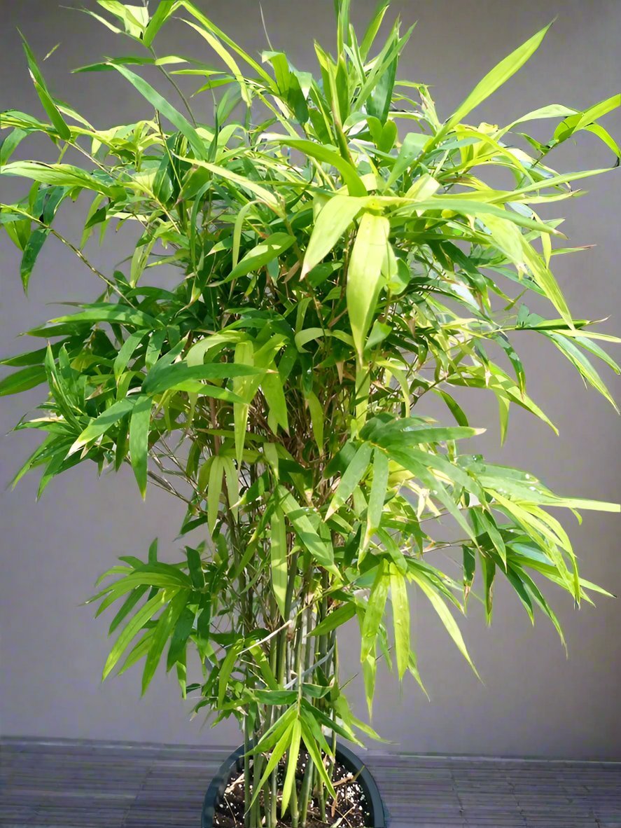 Grass Bambusa Multiplex (Hedge or Clumping Bamboo) | 80 - 90cm - Acacia Garden Center