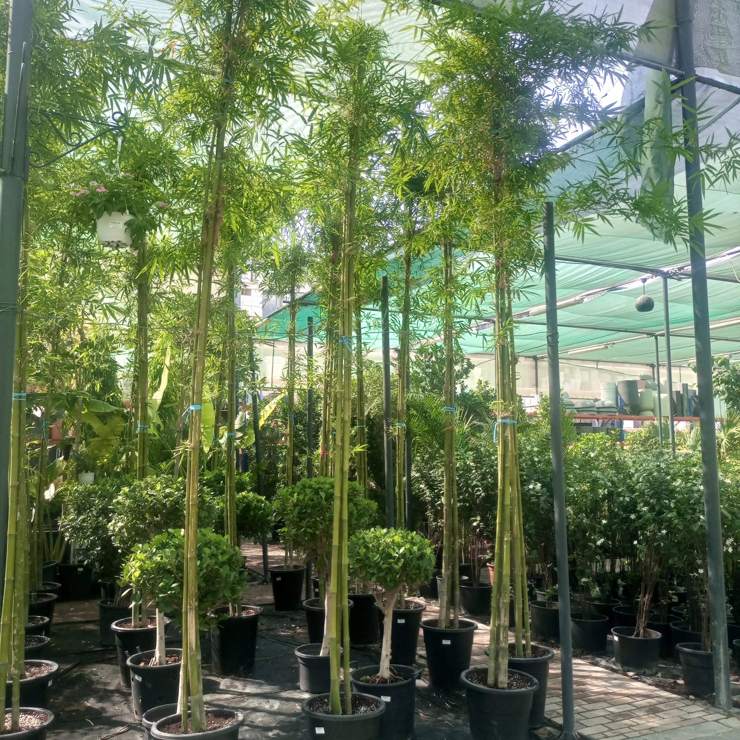 Grass Bambusa Ventricosa | 3.5 - 4.0 m (Overall height) - Acacia Garden Center