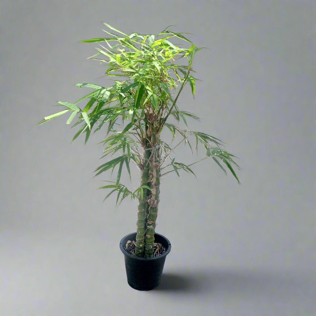 Grass Bambusa Ventricosa (Clumping Bamboo) | 1.0 - 1.2 m - Acacia Garden Center