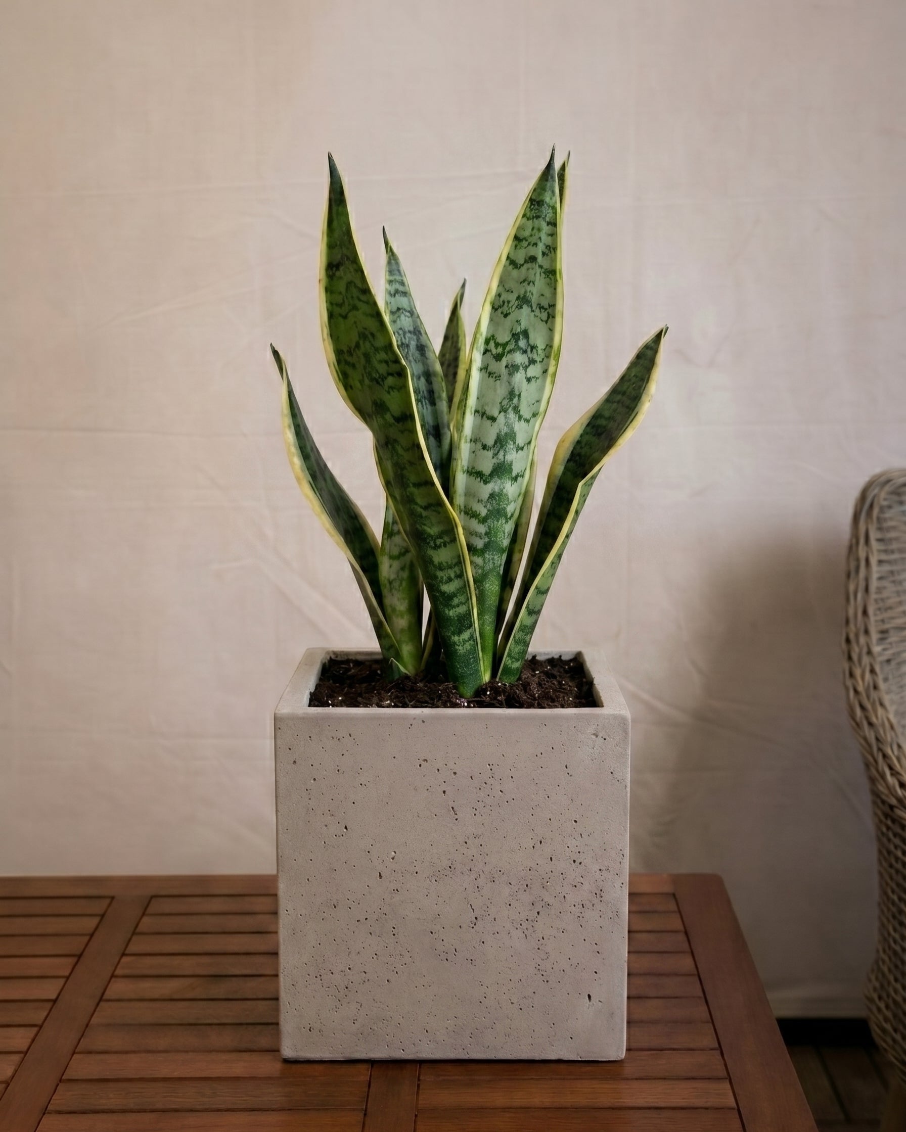Grigio Cube Planter | Square Pot - Acacia Garden Center