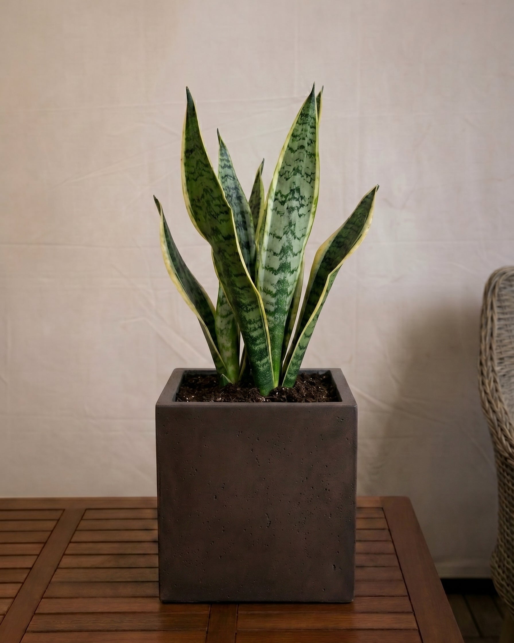 Grigio Cube Planter | Square Pot - Acacia Garden Center
