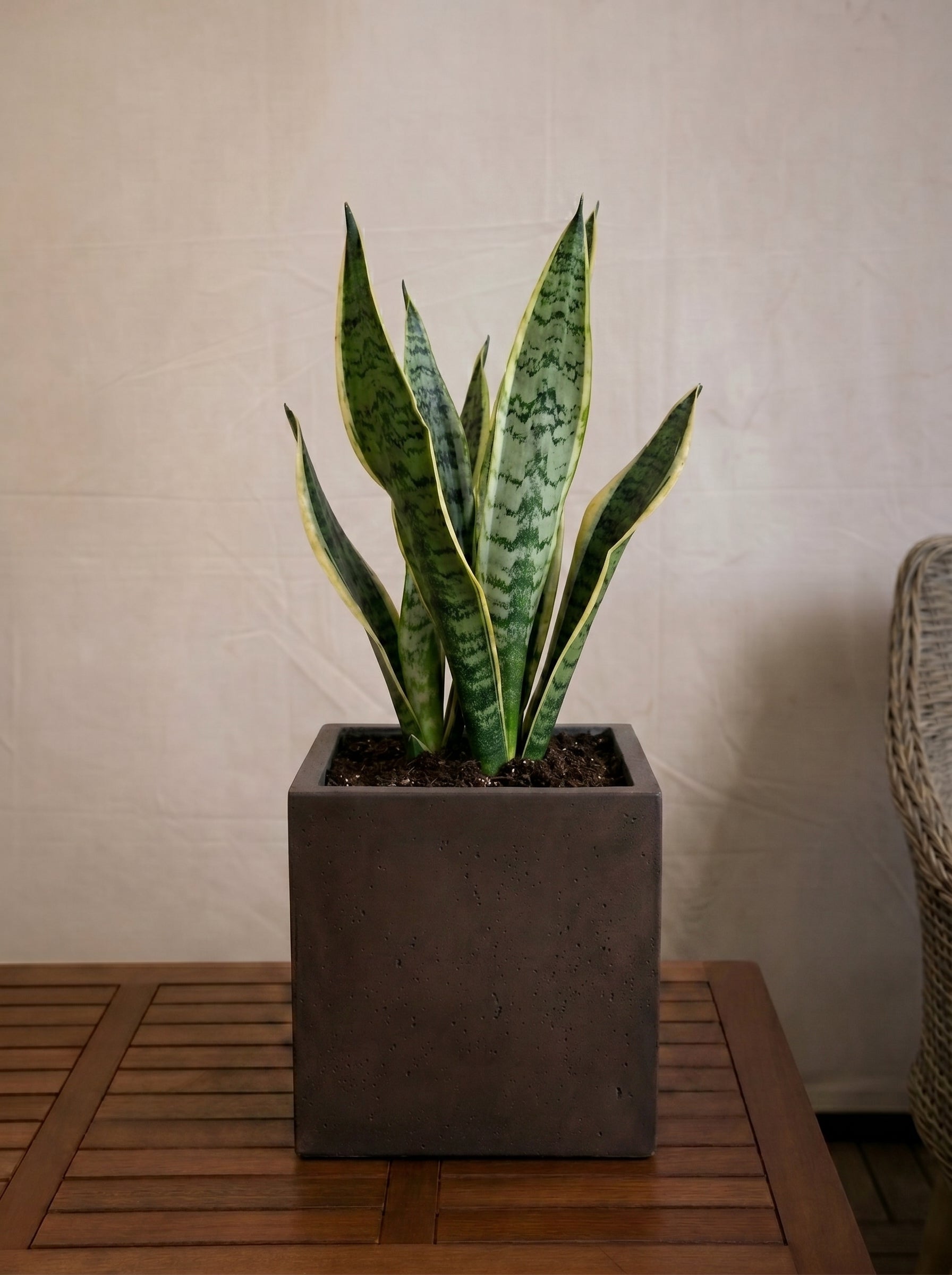 Grigio Cube Planter | Square Pot - Acacia Garden Center