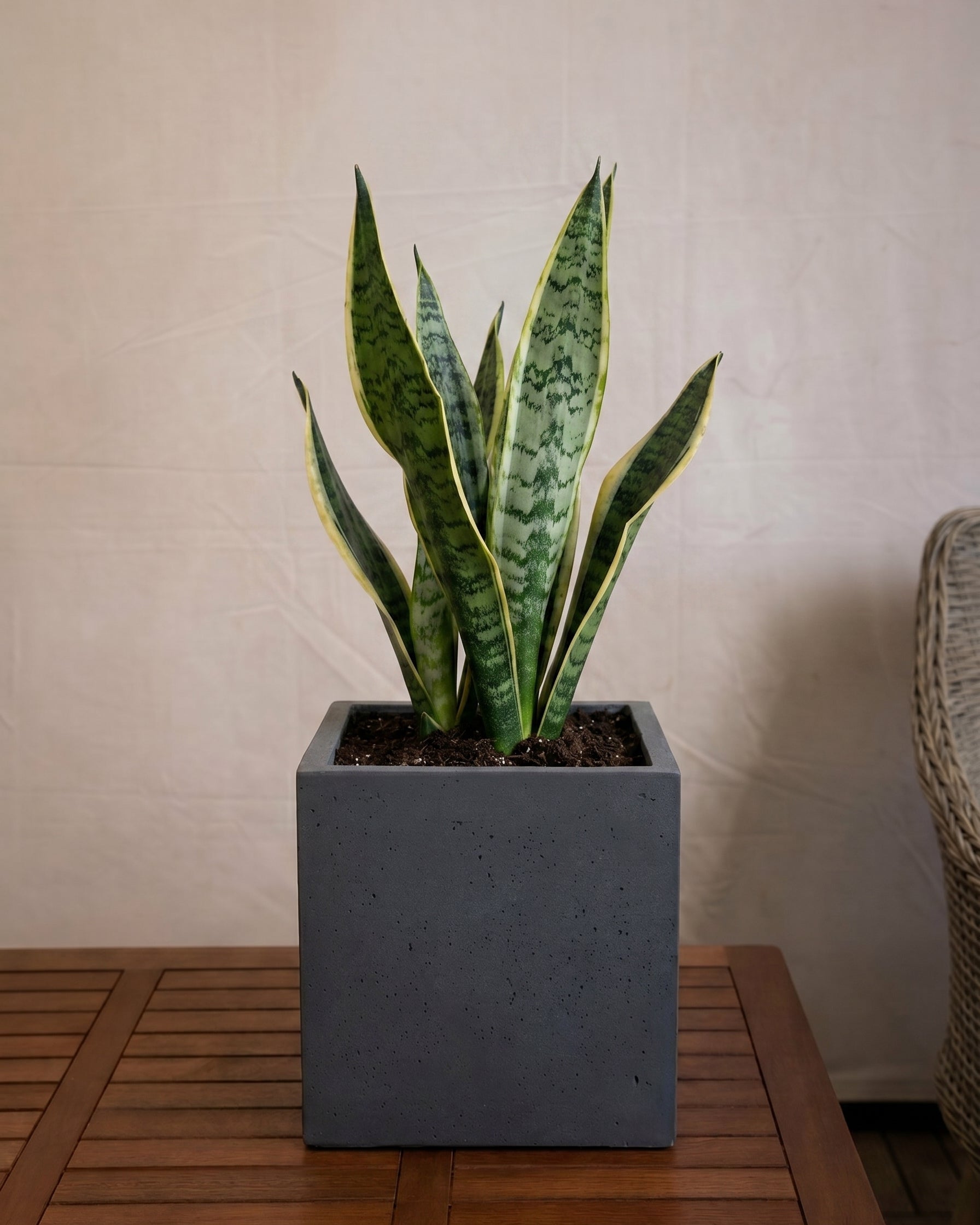 Grigio Cube Planter | Square Pot - Acacia Garden Center