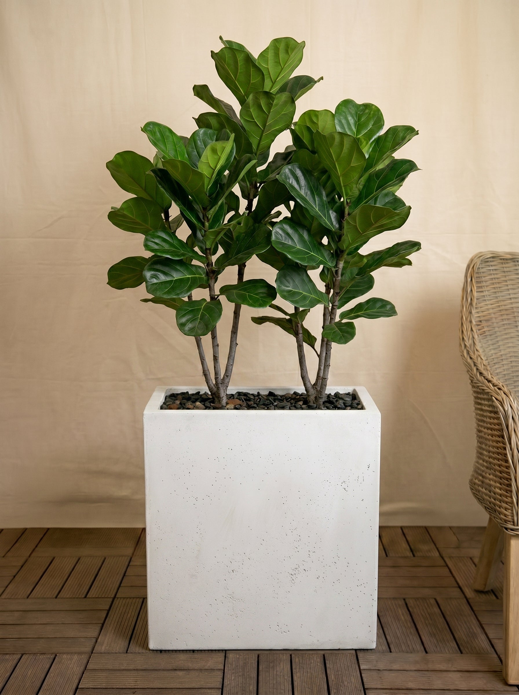 Grigio Divider Planter | Privacy Screen Pot - Acacia Garden Center