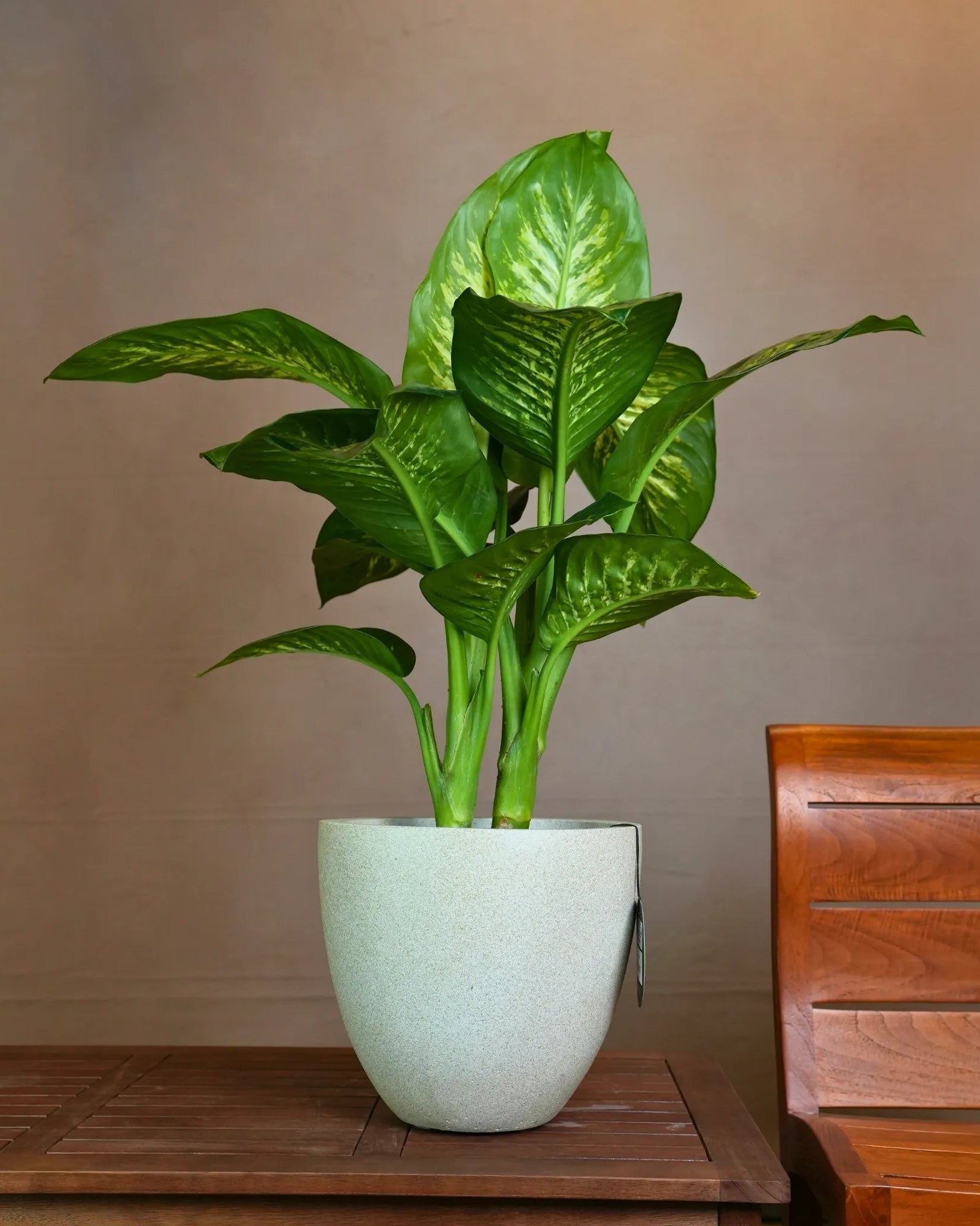 Grigio Egg Pot (Antique White) - Acacia Garden Center