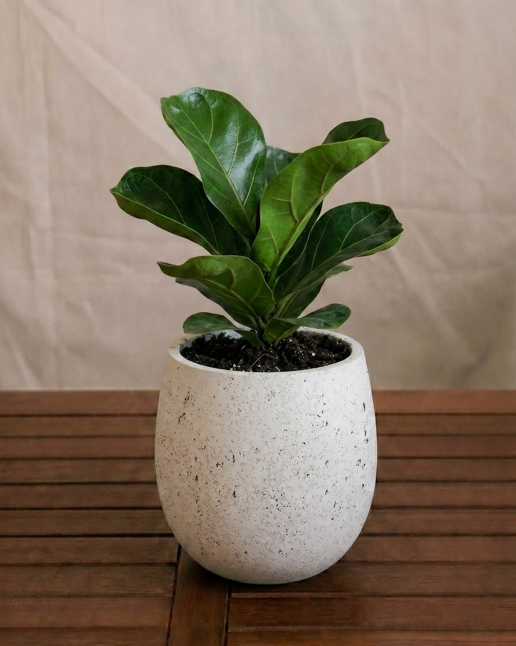 Grigio Mini Balloon - Acacia Garden Center