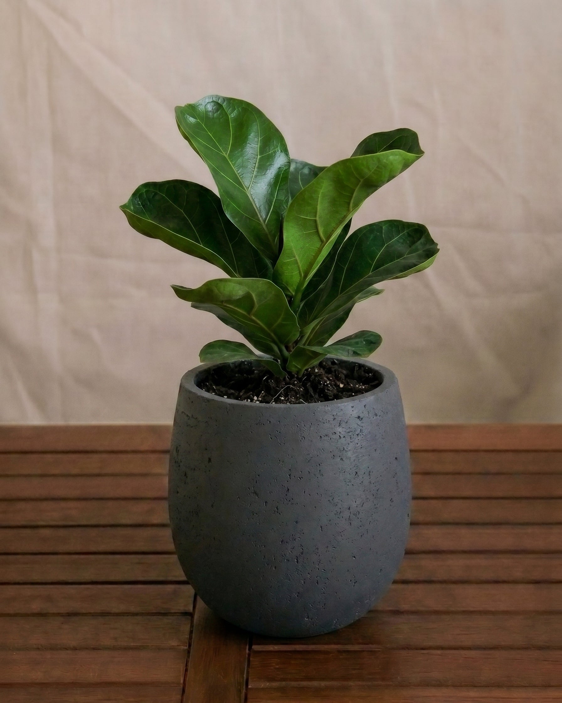 Grigio Mini Balloon - Acacia Garden Center