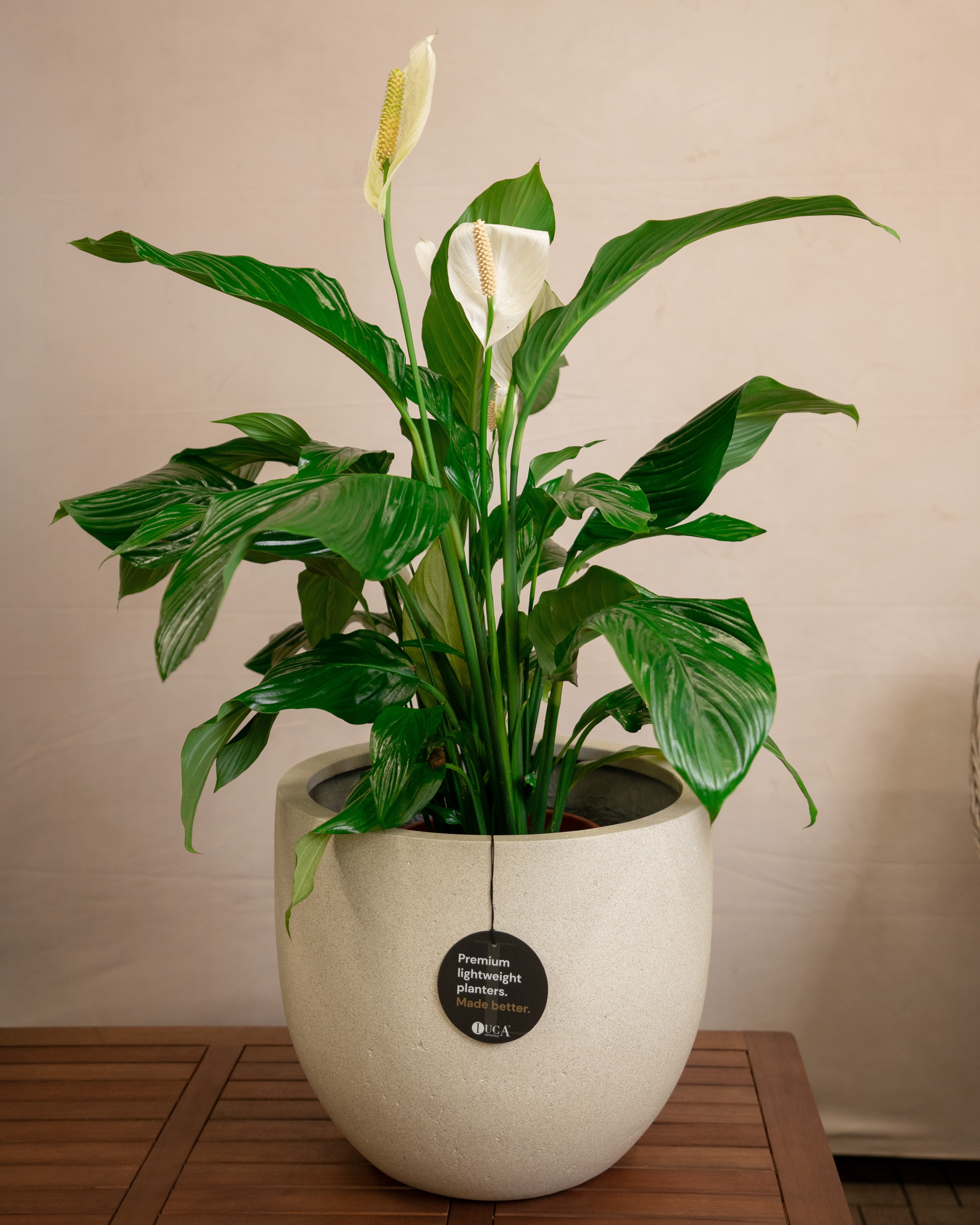 Grigio New Egg Pot | Classic Egg Planter - Acacia Garden Center