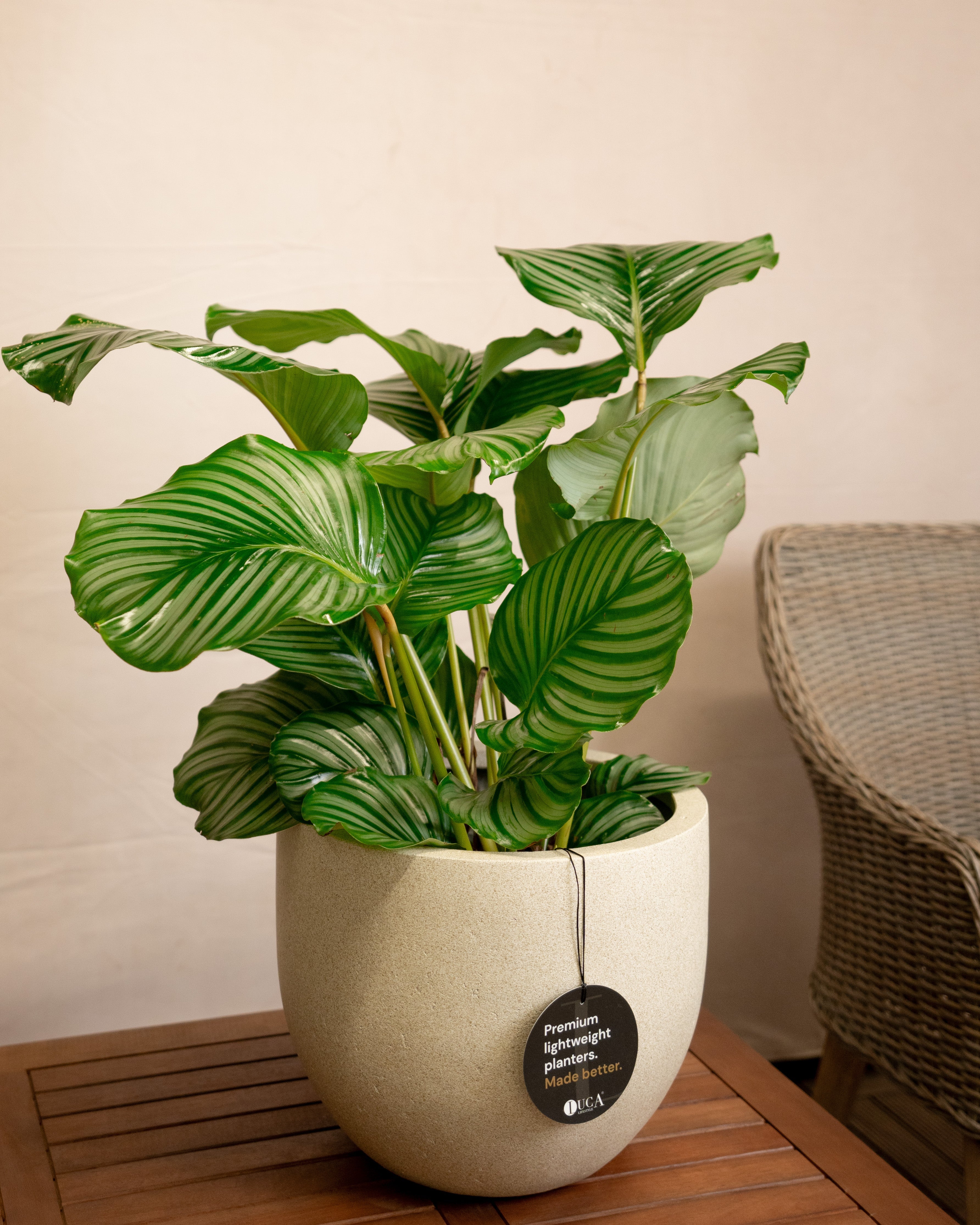 Grigio New Egg Pot | Classic Egg Planter - Acacia Garden Center