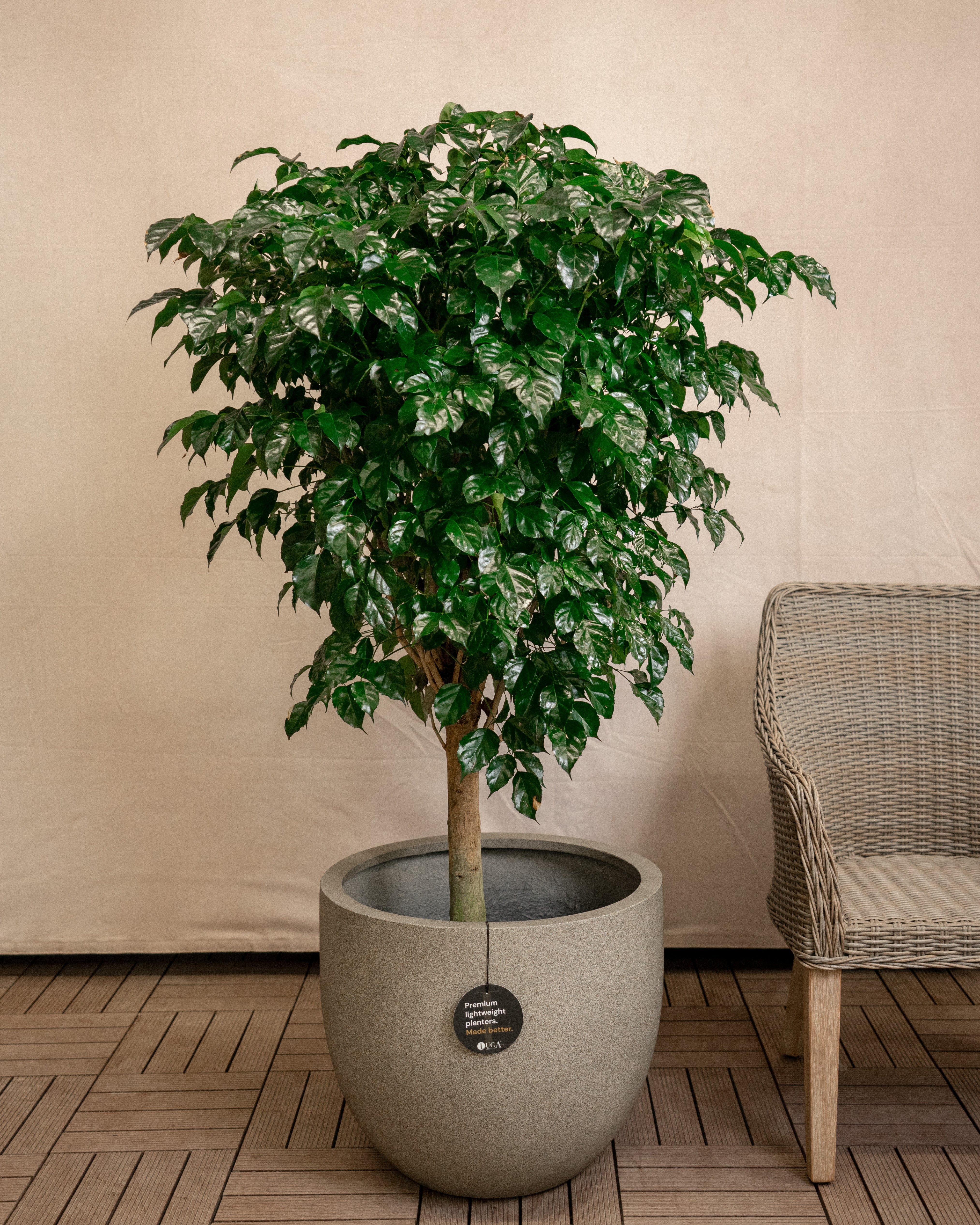Grigio New Egg Pot | Classic Egg Planter - Acacia Garden Center