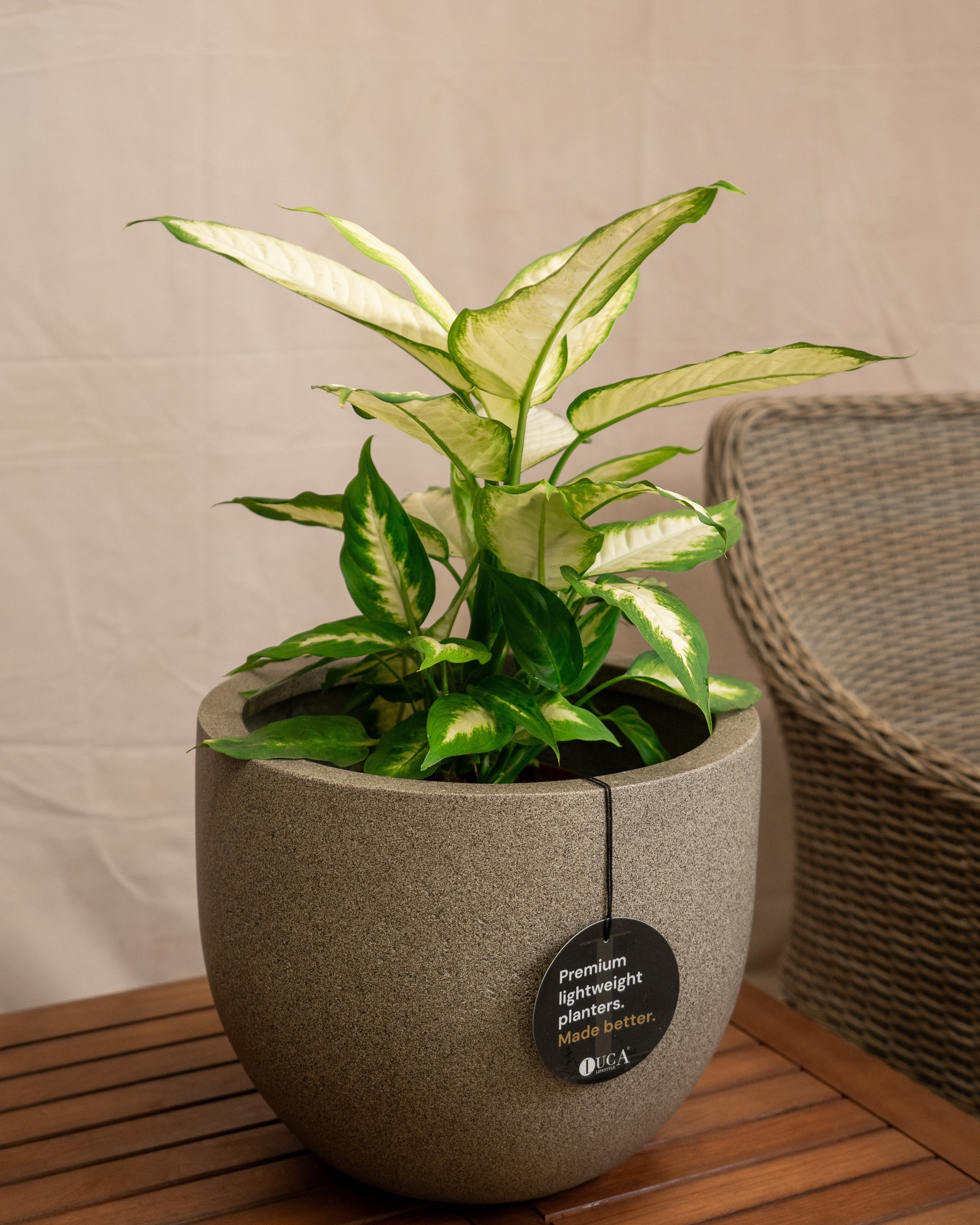 Grigio New Egg Pot | Classic Egg Planter - Acacia Garden Center