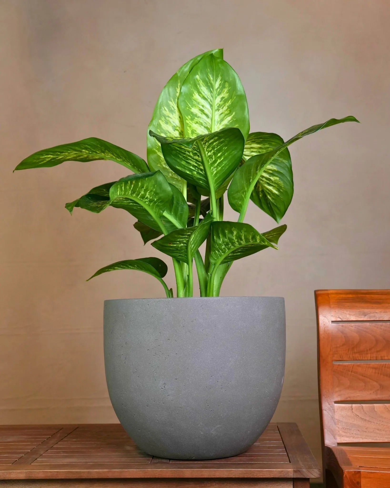 Grigio New Egg Pot | Classic Egg Planter - Acacia Garden Center
