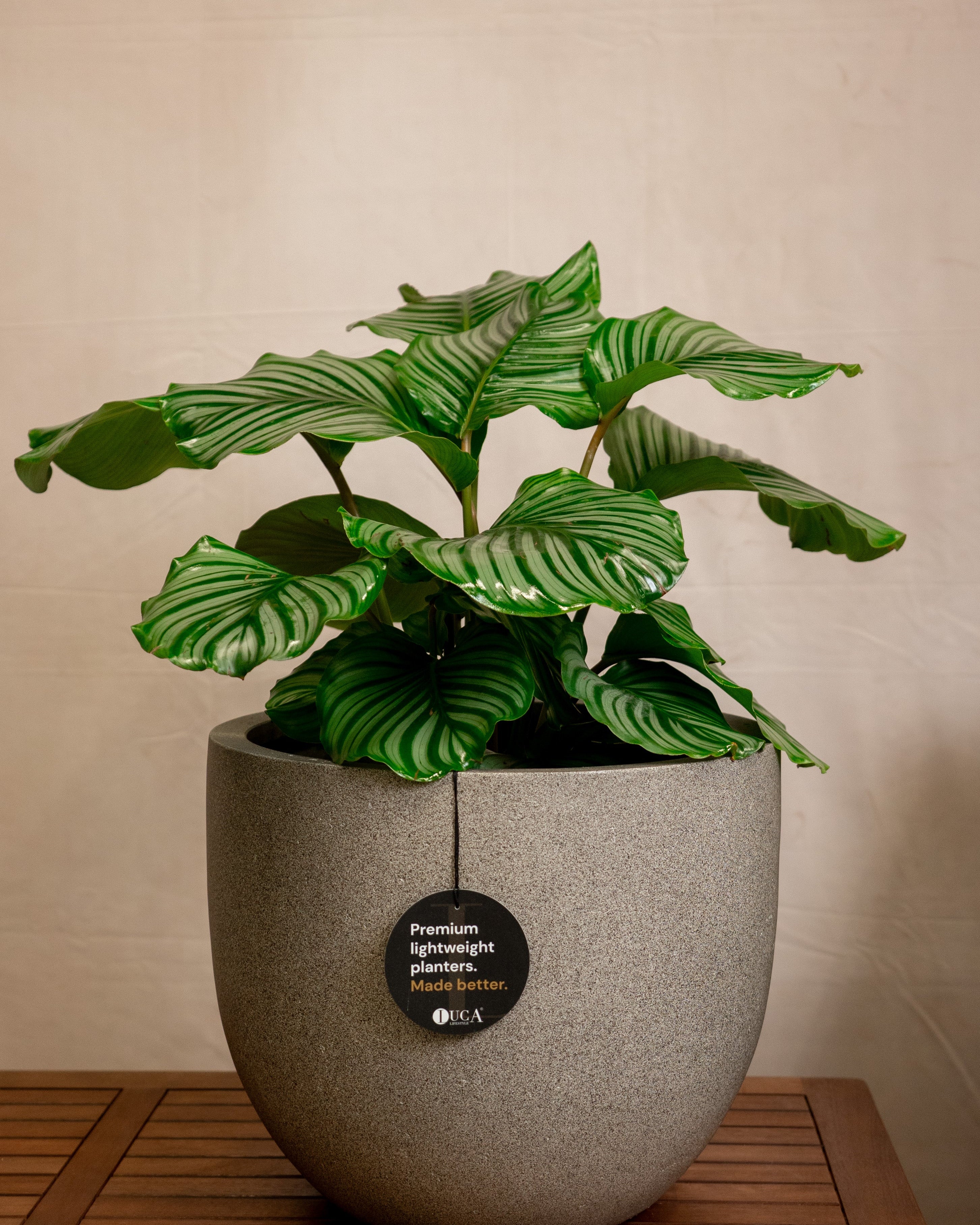 Grigio New Egg Pot | Classic Egg Planter - Acacia Garden Center