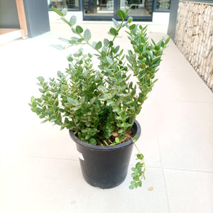 Ground Cover Carissa Grandiflora | 40 - 50cm - Acacia Garden Center