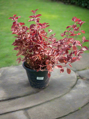 Ground Cover Iresine Lindenii | 20 - 25cm - Acacia Garden Center