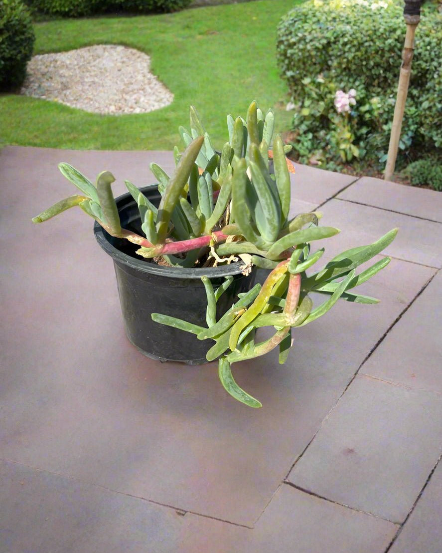 Ground Cover Sesuvium Portulacastrum (Sea Purslane) | 8 - 10 cm - Acacia Garden Center