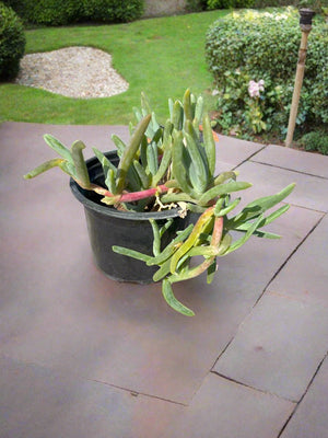 Ground Cover Sesuvium Portulacastrum (Sea Purslane) | 8 - 10 cm - Acacia Garden Center